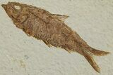 Detailed Fossil Fish (Knightia) - Wyoming #227461-1